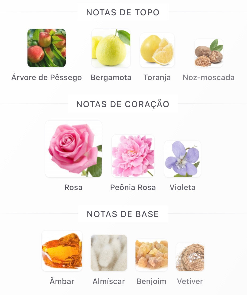 Rose Éclat Orientica Premium